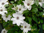 Clematis Miss Bateman